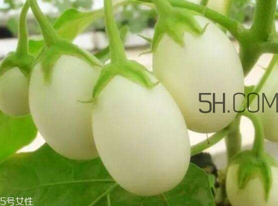 蛋树果实怎么吃(蛋树果实怎么吃)