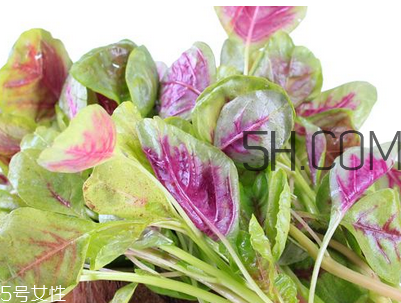 苋菜的基本介绍(什么是苋菜?) 苋菜的基本介绍(什么是苋菜?)