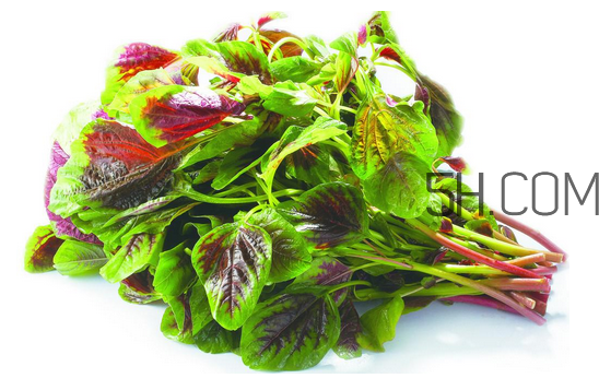 苋菜的食用禁忌(苋菜的食用禁忌) 苋菜的食用禁忌(苋菜的食用禁忌)