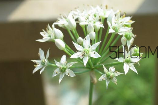 秋天吃韭菜花有什么好处(秋天吃韭菜好吗)