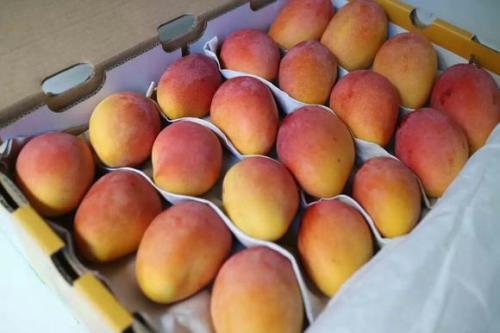 芒果没熟可以吃吗(芒果没熟可以吃吗?)