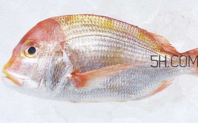 鲷鱼吃法有哪些(鲷鱼的吃法)
