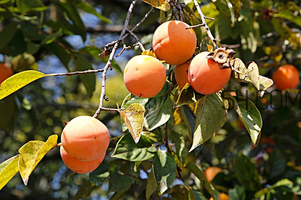 柿子叶去斑可以天天用吗(柿子叶去斑有效果吗)
