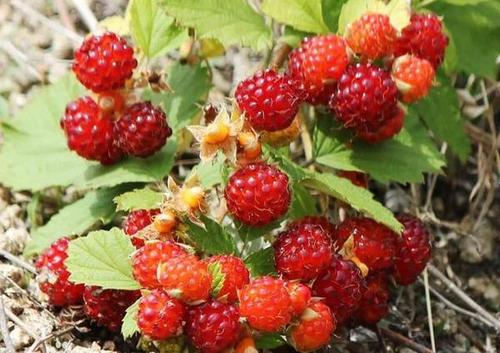 什么是也野草莓(野草莓叫什么)