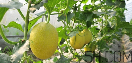 哈密瓜几月成熟(哈密瓜几月成熟)