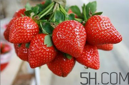 奶油草莓如何挑选(奶油草莓怎么挑) 奶油草莓如何挑选(奶油草莓怎么挑)