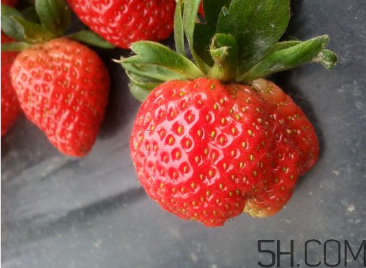 草莓怎么能保鲜(草莓怎么能保鲜)