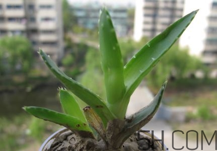 芦荟的作用及功效介绍(芦荟的功效和作用)