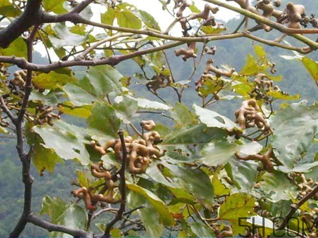 拐枣的功效和作用(拐枣的功效和作用泡酒)