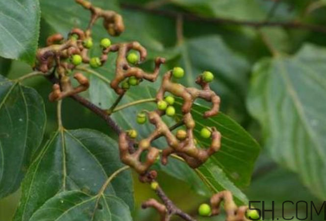 拐枣泡酒之前需要清洗吗(拐枣可以直接洗干净就泡酒吗)