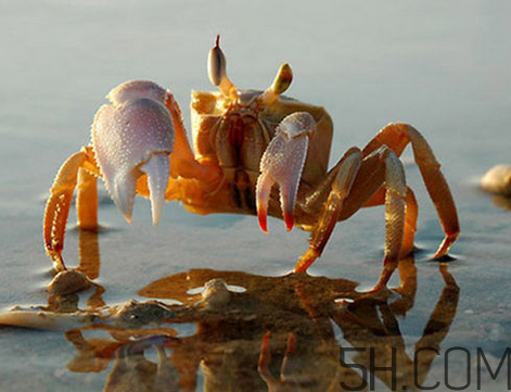 螃蟹不能吃的地方(怎样吃螃蟹的正确方法)