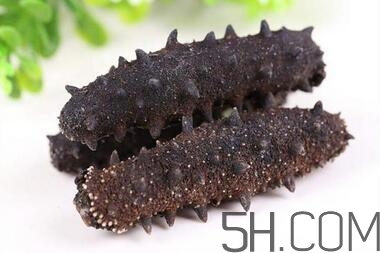 海参发的越大越好吗(海参泡发越大越好吗)