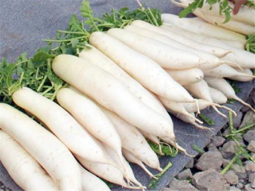 黑心的白萝卜能吃吗(黑心的白萝卜能吃吗)