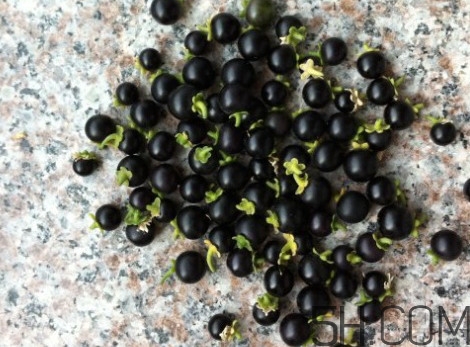 黑天天的食用方法(黑天天的食用方法) 黑天天的食用方法(黑天天的食用方法)