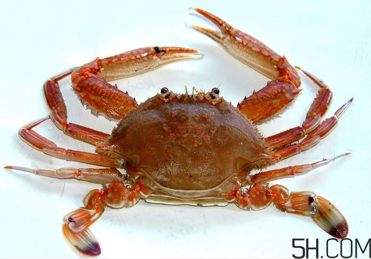孕妇不能吃螃蟹吗(孕妇不可以吃螃蟹吗)