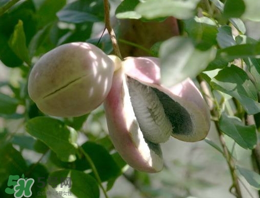 八月瓜的营养价值(八月瓜的价格)