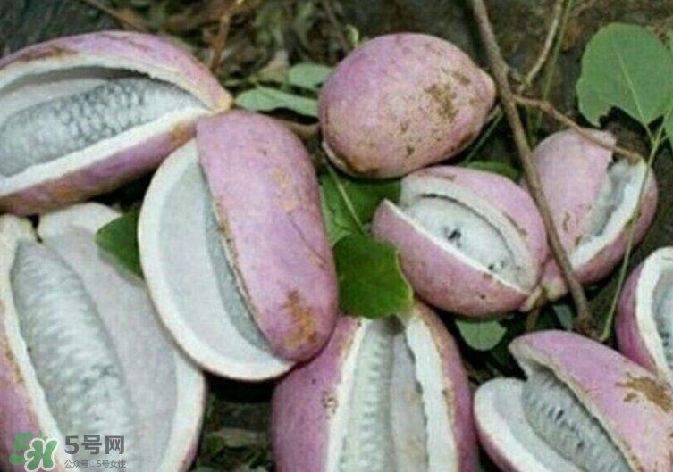 八月瓜繁殖技术(八月瓜繁殖技术)