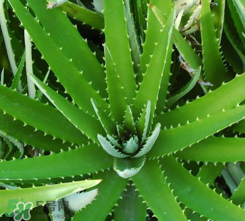 芦荟有哪些品种(芦荟有哪些品种及图片) 芦荟有哪些品种(芦荟有哪些品种及图片)