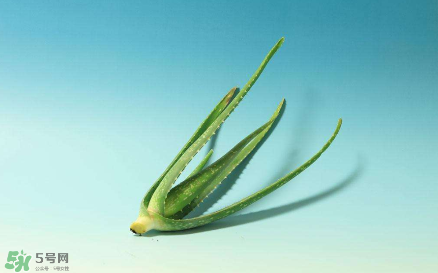 芦荟胶的使用方法有哪些一(芦荟胶作用和使用方法) 芦荟胶的使用方法有哪些一(芦荟胶作用和使用方法)