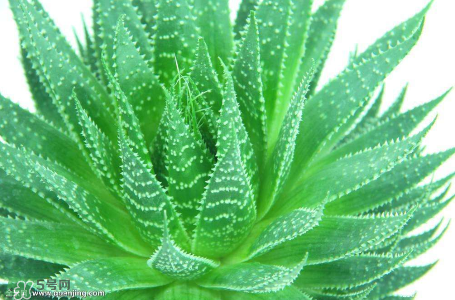 芦荟会开花吗(芦荟会开花吗?)