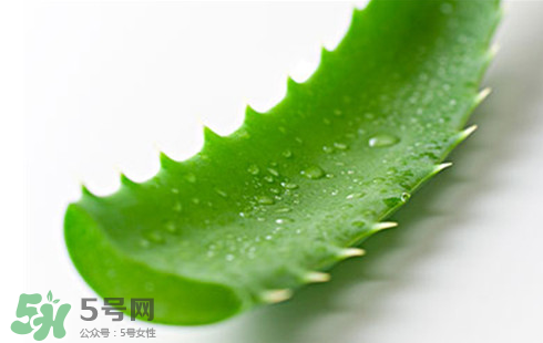 芦荟泡酒的作用(芦荟泡酒的作用) 芦荟泡酒的作用(芦荟泡酒的作用)
