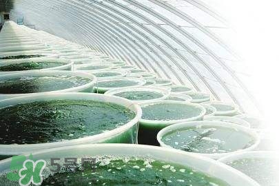 如何食用螺旋藻(螺旋藻的正确食用方法)