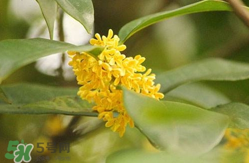 新鲜桂花的清洗方法(新鲜桂花怎样洗干净)