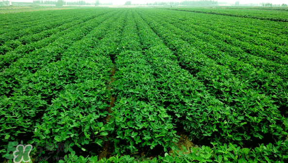 花生需要什么样的生长环境(花生的生长环境需要什么条件?)