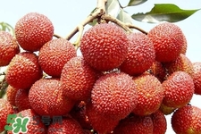 怀孕初期能吃荔枝吗(怀孕初期能吃荔枝吗?)