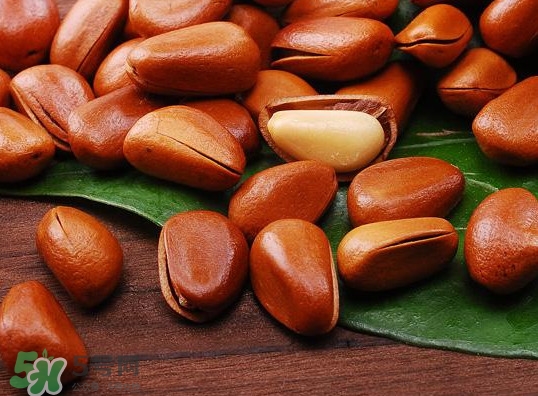 松籽在什么季节采摘(松子在几月份成熟采摘) 松籽在什么季节采摘(松子在几月份成熟采摘)