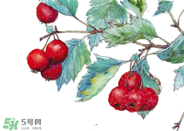 山楂的营养(山楂的营养成分)