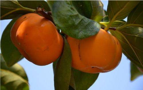 柿子叶可以美容吗(柿子叶可以美容吗) 柿子叶可以美容吗(柿子叶可以美容吗)