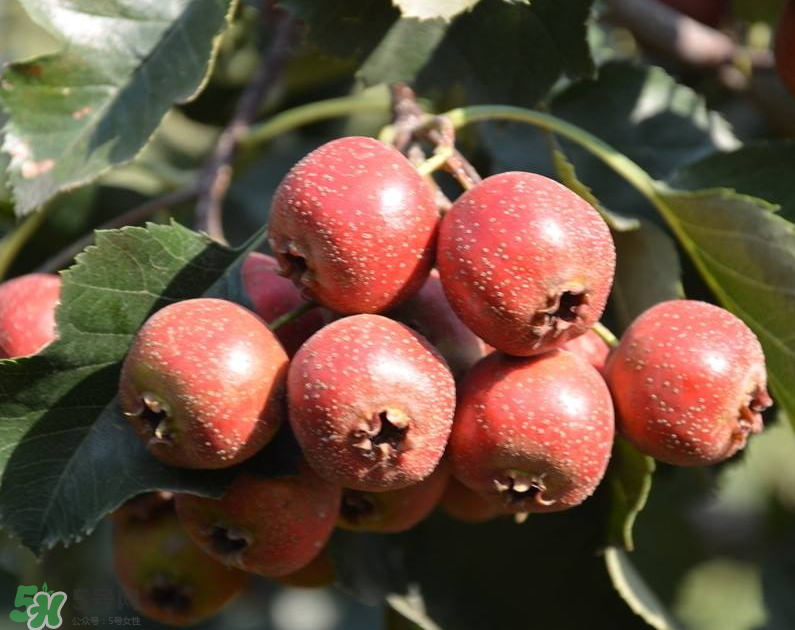 山楂最佳搭配食方(山楂最佳配伍) 山楂最佳搭配食方(山楂最佳配伍)