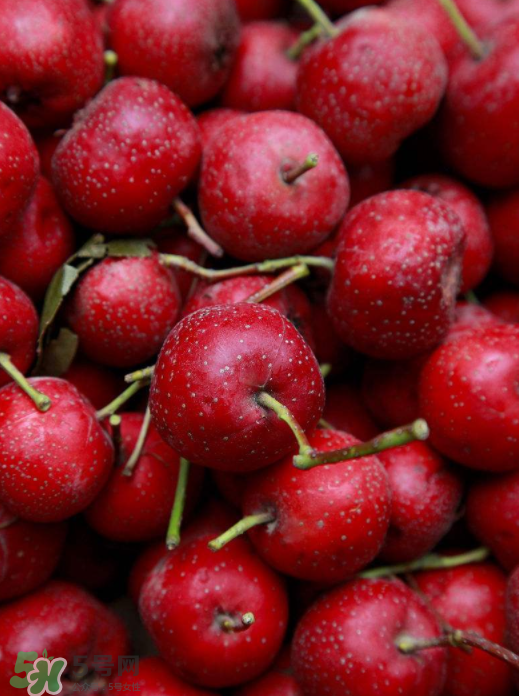 山楂的功效(山楂的功效和作用) 山楂的功效(山楂的功效和作用)