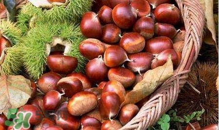 栗子+酒升药力 补肾助阳更有效(栗子能补肾壮阳吗?)