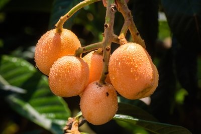 干枇杷泡水有什么功效(干枇杷泡水有什么功效)