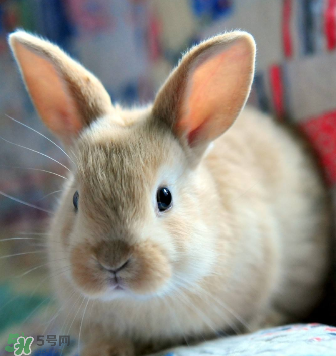 吃兔肉禁忌(吃兔肉禁忌)