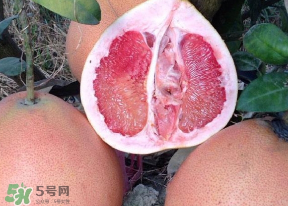 三红蜜柚苗怎么看质量好坏(三红蜜柚苗怎么看真假) 三红蜜柚苗怎么看质量好坏(三红蜜柚苗怎么看真假)