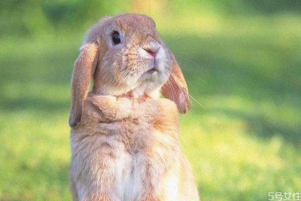 兔肉怎么保存(兔肉怎么保存最好)