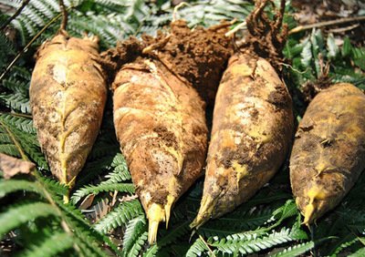 冬笋要剥成什么样(冬笋要剥成什么样)