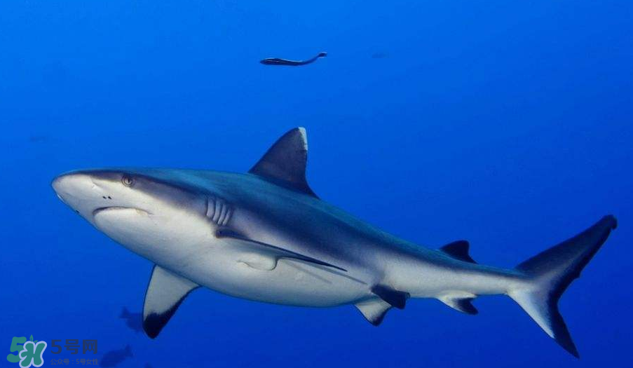 鱼翅怎么做(鱼翅怎么做好吃) 鱼翅怎么做(鱼翅怎么做好吃)