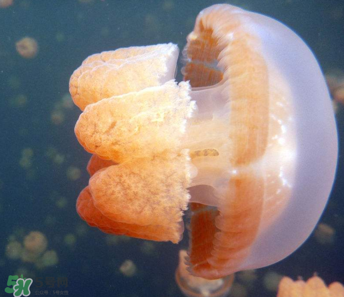 海蜇食用价值(海蜇食用价值) 海蜇食用价值(海蜇食用价值)