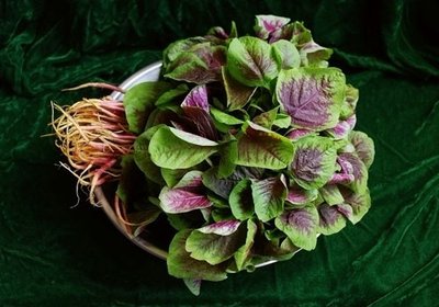 吃红苋菜能补血吗(吃红苋菜能补血吗)