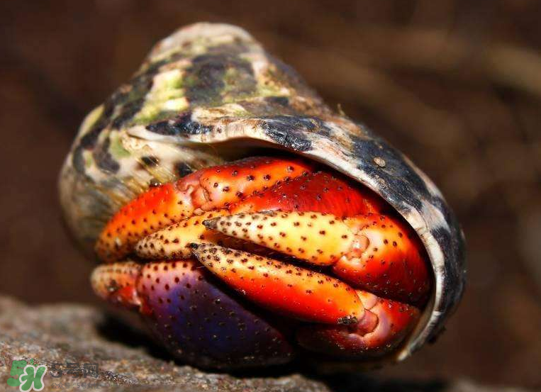 寄居蟹如何分辨(寄居蟹如何分辨公母)