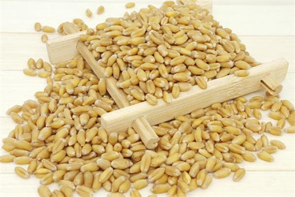 浮小麦的功效和作用(浮小麦的功效和作用和主治)