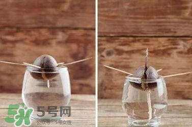 牛油果核如何种盆栽(牛油果核怎么种盆栽) 牛油果核如何种盆栽(牛油果核怎么种盆栽)