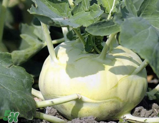 苤蓝和芥菜的区别(苤蓝和芥菜的区别) 苤蓝和芥菜的区别(苤蓝和芥菜的区别)
