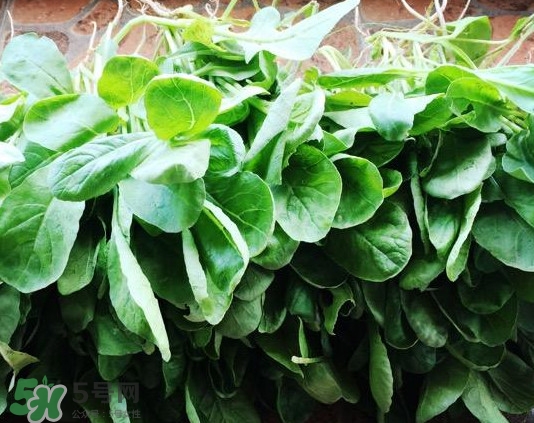 萝卜缨不能和什么一起吃(萝卜缨不能和什么一起吃香哈)