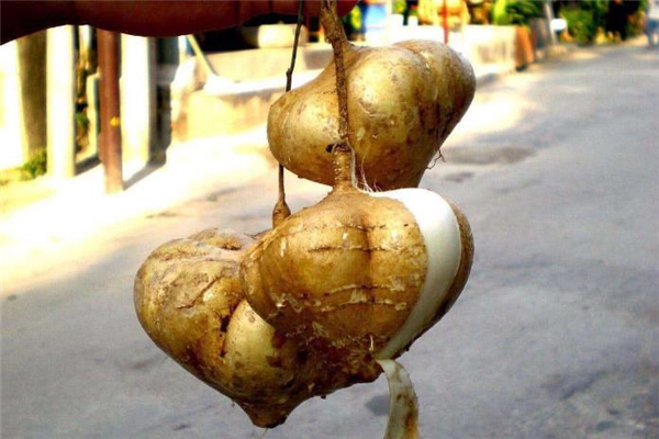 凉薯怎么挑选(凉薯怎么挑选) 凉薯怎么挑选(凉薯怎么挑选)