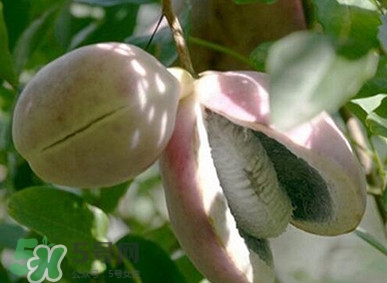 八月瓜的籽能吃吗(八月瓜的籽能吃吗?怎么吃?)